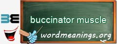 WordMeaning blackboard for buccinator muscle